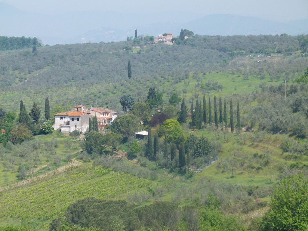 The pines trees are a feature of the Tuscan landscape.