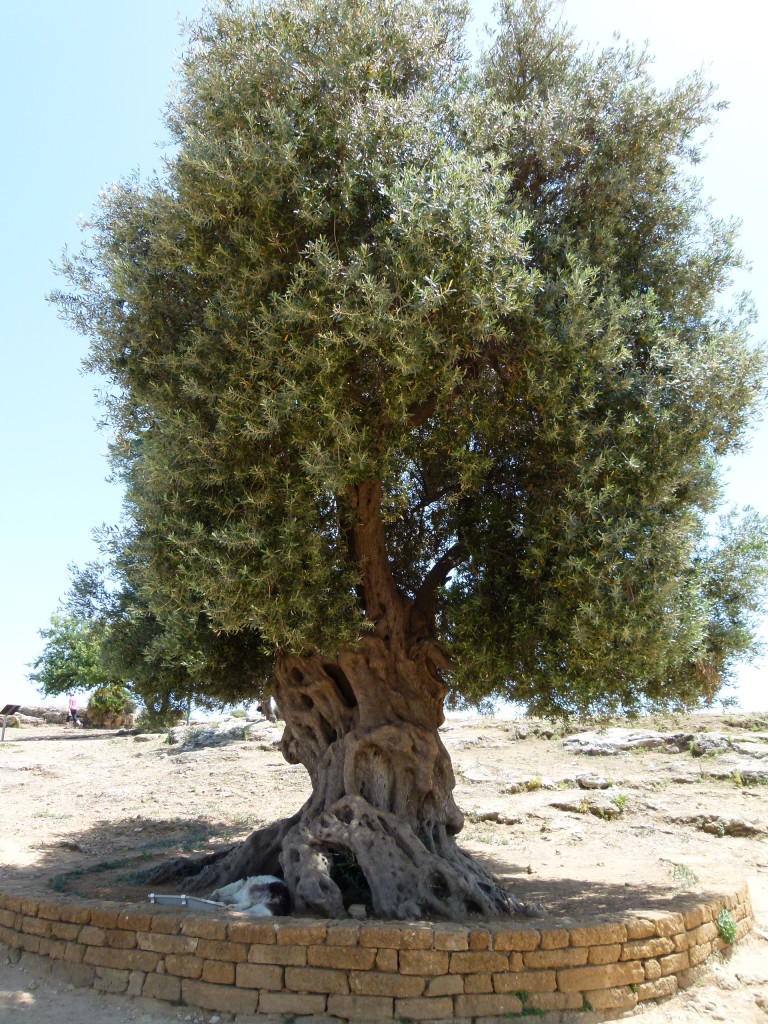 This tree was reported to be over 500 years old.