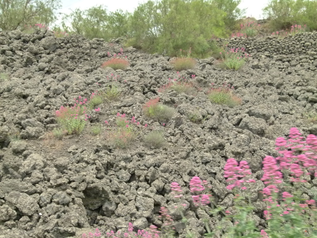 The lava and the wildflowers on the slopes of Mt Etna.