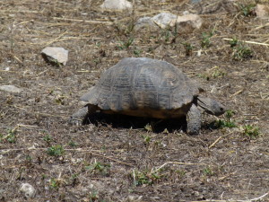 Turtle walking past, an unexpected sight.