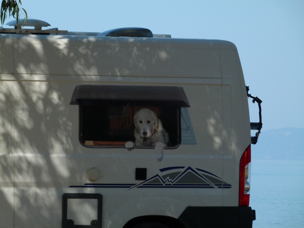 Our German neighbors for the night had this photo on the side of there motorhome. There is no window or dog just a convincing sticker. The dog they had with them was the dog in the picture Sammy who was very friendly. 