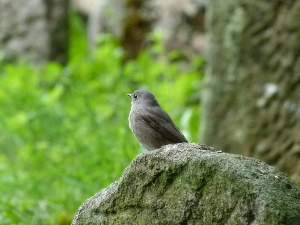 Bird life in the Cemetary