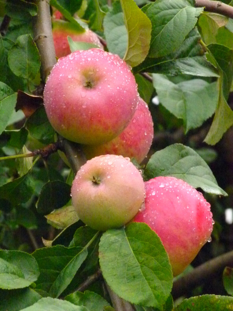 raindrops on the apple tree, couldn't resist a photo