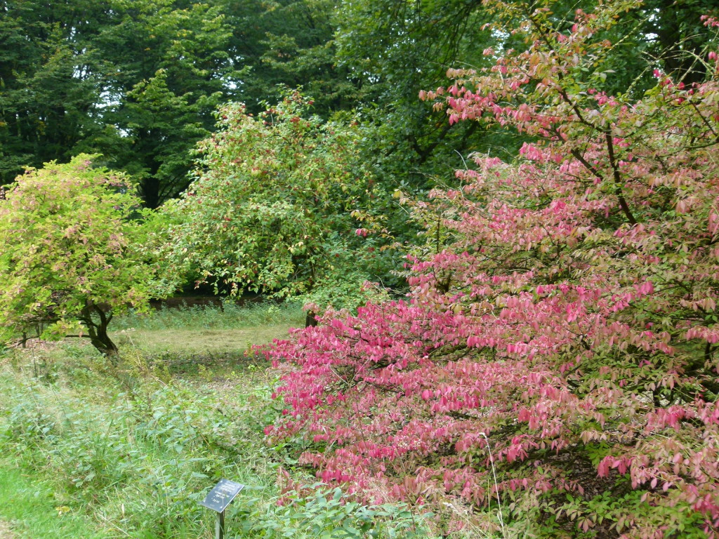 Trees and shrubs from all over the world.