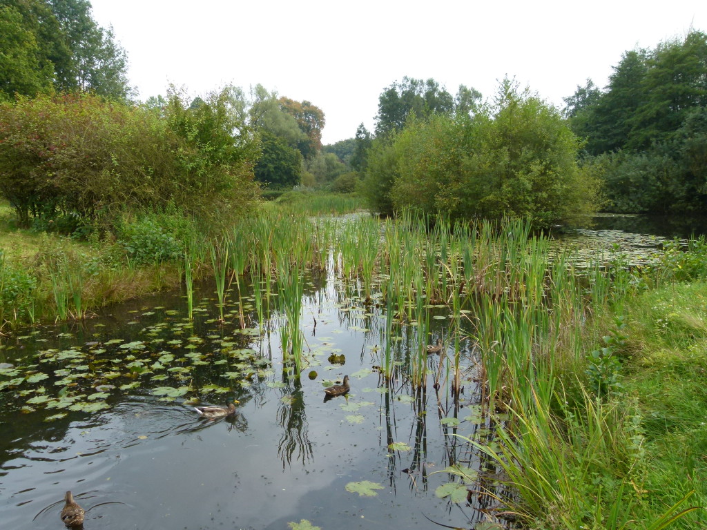 Waterlilies in the ponds.