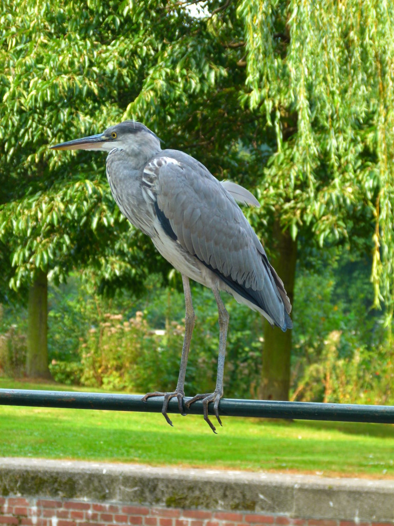 Crane in park, Amsterdam