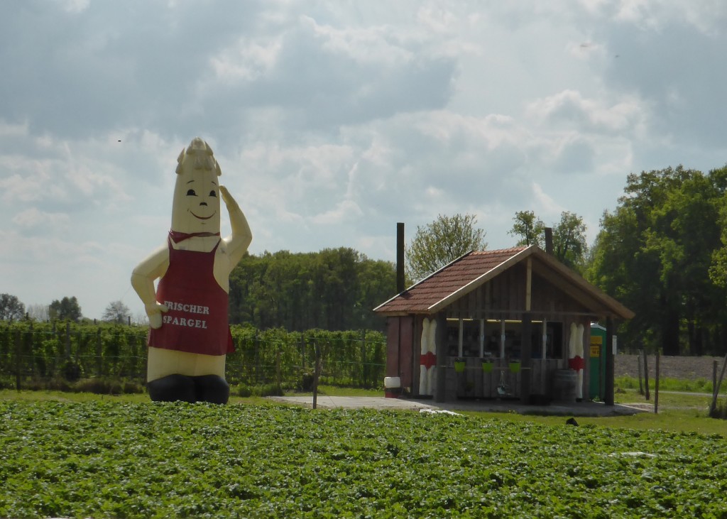 It's asparagus season in Germany and here is a giant  