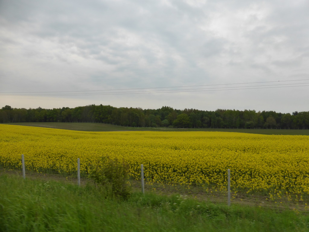 Scene of the countryside, lots of canola field.