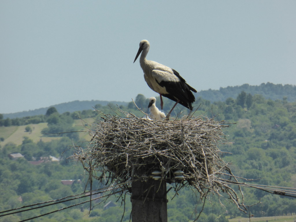 Storks are everywhere in eastern Europe and most of them had babies in the nest.