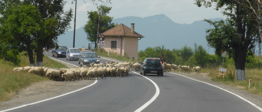 Sheep crossing on the main road to Rasnov.