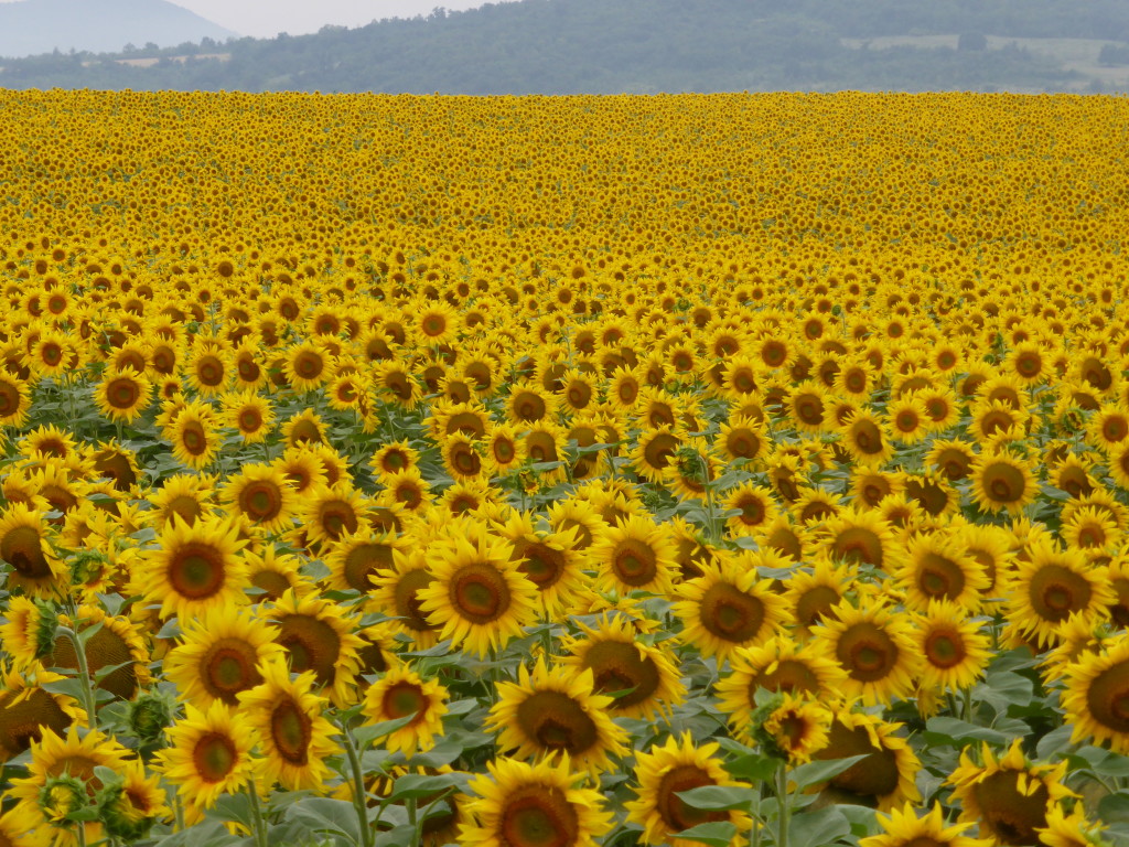 We saw this field as we were driving and had to sop to take a few photos. Jenny took lots but here is only 3.