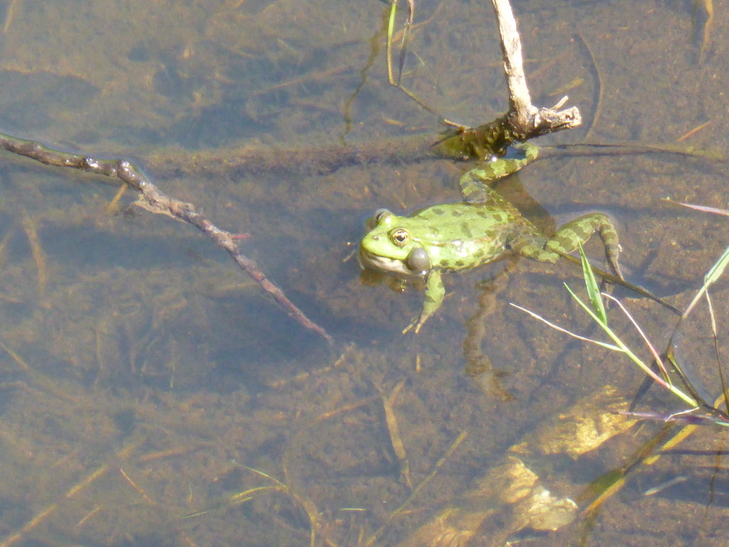 The frogs in Bulgaria are everywhere and the noise they make when they get started is really load. This tested the camera out to its full range and we were pleased with result.