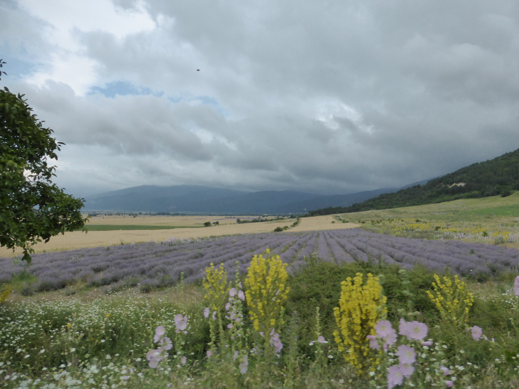 Lavender fields at the base of the mountains. We had planned to see the fields in France this year but our plans changed. This is a bit of compensation.