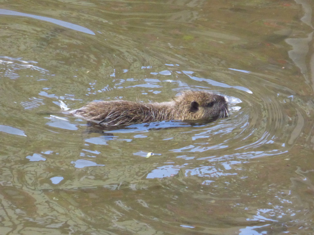 Is it a rat ?? It was swimming in the canal and came out when people dropped crumbs in the water.