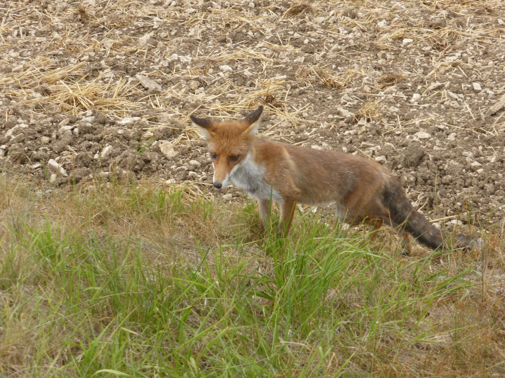 A fox on the side of the road, didn't seem concerned about us.