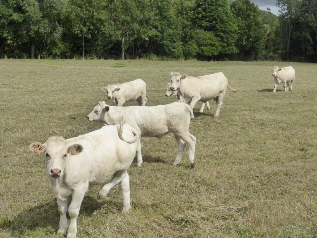 White cows everywhere, we thought they looked anemic. 