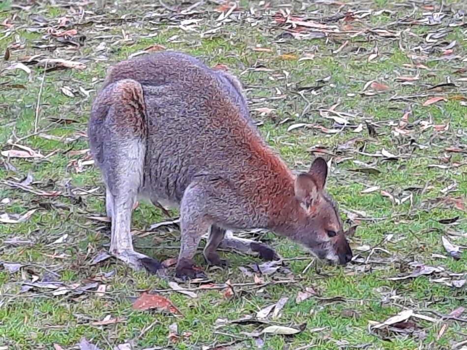 Grampians 1